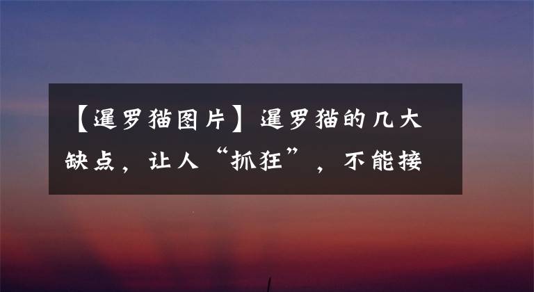 【暹罗猫图片】暹罗猫的几大缺点,让人“抓狂”,不能接受就别养