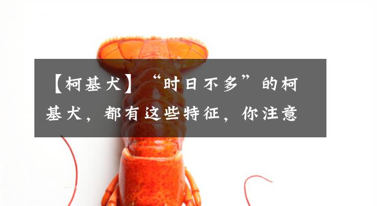 【柯基犬】“时日不多”的柯基犬，都有这些特征，你注意到了吗？