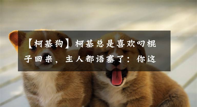 【柯基狗】柯基总是喜欢叼棍子回来，主人都语塞了：你这是要干啥呀？