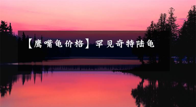 【鹰嘴龟价格】罕见奇特陆龟