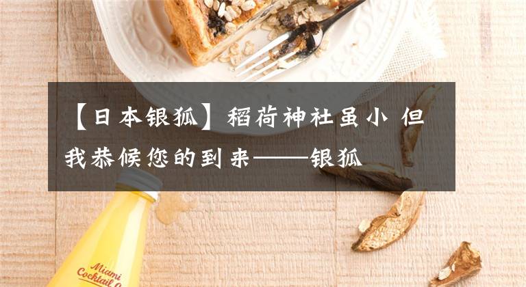 【日本银狐】稻荷神社虽小 但我恭候您的到来——银狐