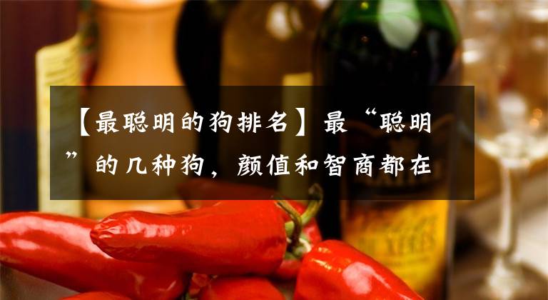 【最聪明的狗排名】最“聪明”的几种狗，颜值和智商都在线
