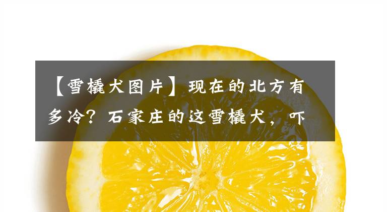 【雪橇犬图片】现在的北方有多冷?石家庄的这雪橇犬,吓着南方朋友了