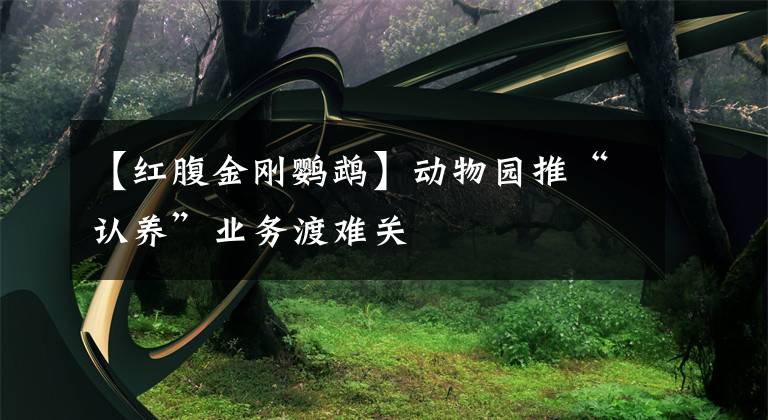 【红腹金刚鹦鹉】动物园推“认养”业务渡难关