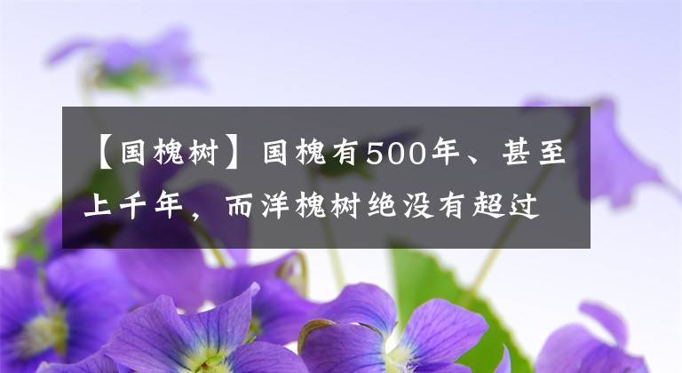 【国槐树】国槐有500年、甚至上千年,而洋槐树绝没有超过150年的,为什么?