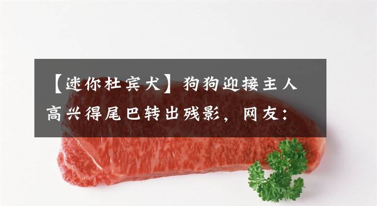 【迷你杜宾犬】狗狗迎接主人高兴得尾巴转出残影,网友:还以为开了倍速