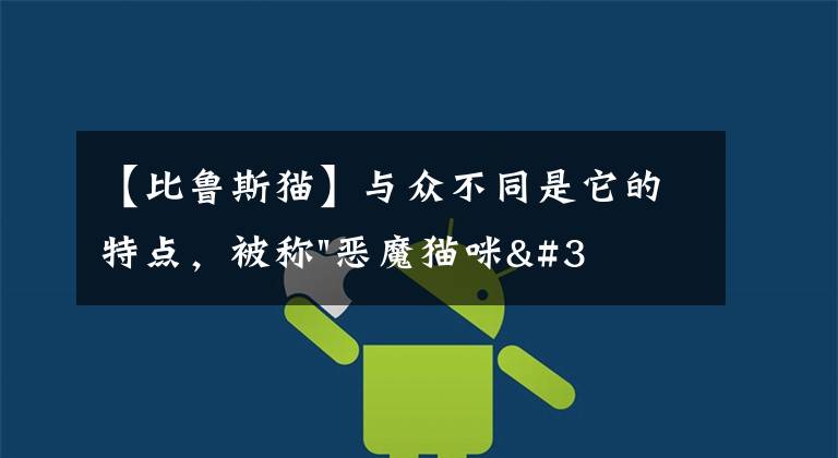 【比鲁斯猫】与众不同是它的特点,被称"恶魔猫咪"的它为什么这么招人喜欢?