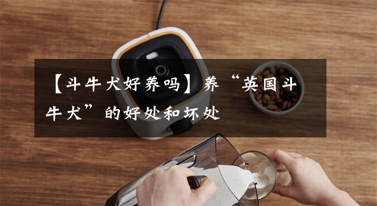 【斗牛犬好养吗】养“英国斗牛犬”的好处和坏处