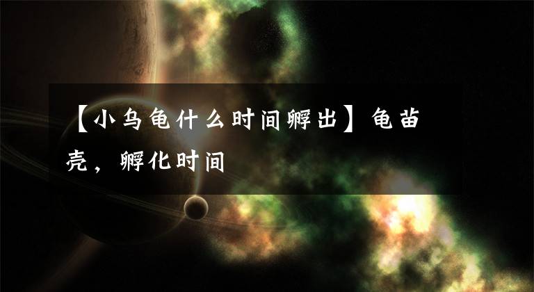 【小乌龟什么时间孵出】龟苗壳,孵化时间