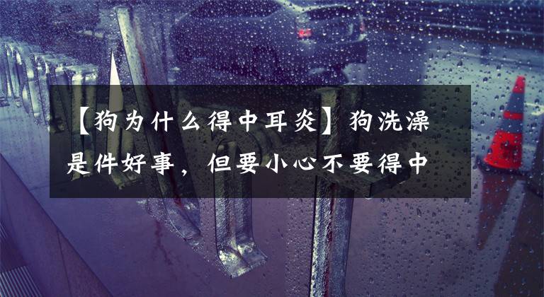 【狗为什么得中耳炎】狗洗澡是件好事，但要小心不要得中耳炎。严重的话狗会耳聋