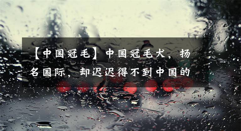 【中国冠毛】中国冠毛犬，扬名国际，却迟迟得不到中国的认可