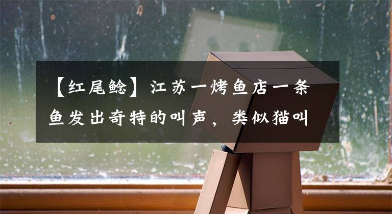 【红尾鲶】江苏一烤鱼店一条鱼发出奇特的叫声，类似猫叫声，凭借声获得放生