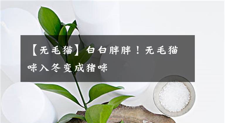 【无毛猫】白白胖胖！无毛猫咪入冬变成猪咪