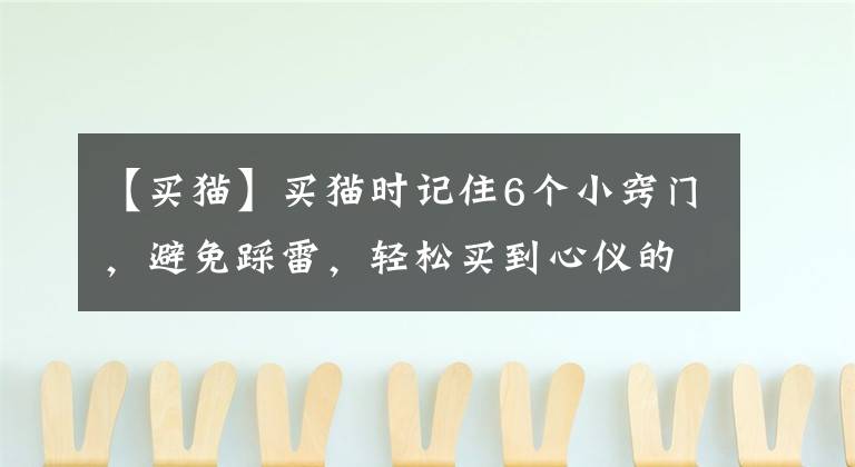 【买猫】买猫时记住6个小窍门,避免踩雷,轻松买到心仪的猫