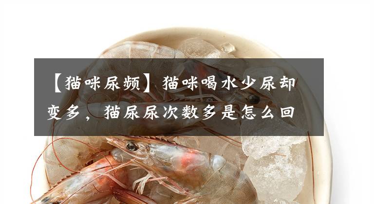 【猫咪尿频】猫咪喝水少尿却变多，猫尿尿次数多是怎么回事