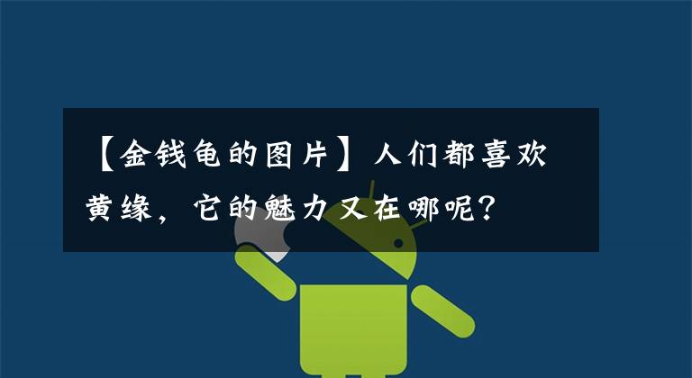 【金钱龟的图片】人们都喜欢黄缘，它的魅力又在哪呢？