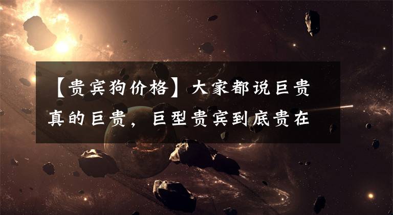 【贵宾狗价格】大家都说巨贵真的巨贵，巨型贵宾到底贵在哪里？