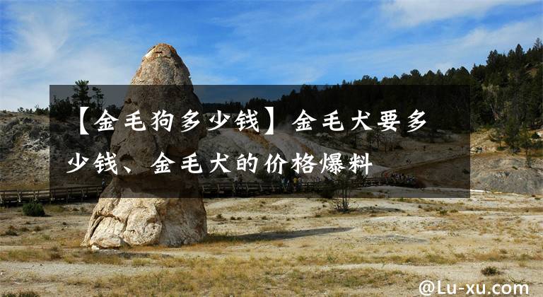 【金毛狗多少钱】金毛犬要多少钱、金毛犬的价格爆料
