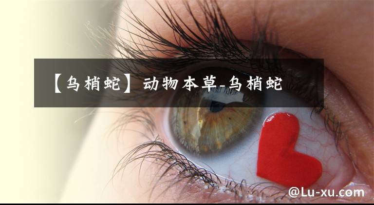 【乌梢蛇】动物本草-乌梢蛇