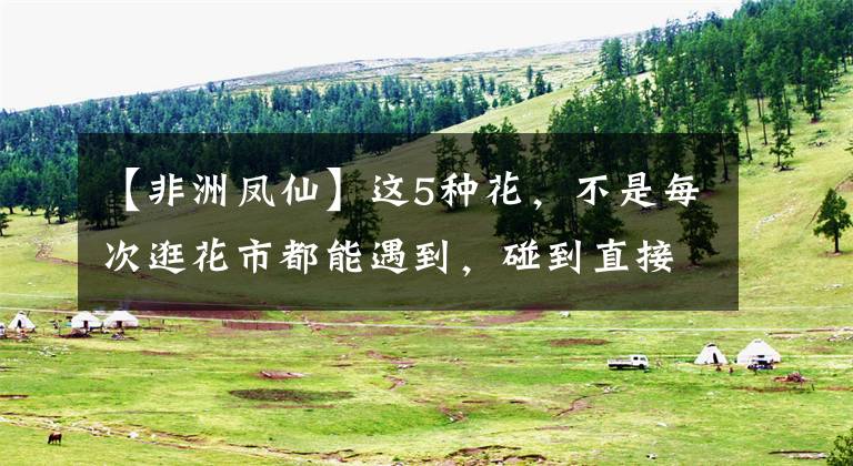 【非洲凤仙】这5种花,不是每次逛花市都能遇到,碰到直接带回家,便宜还好养