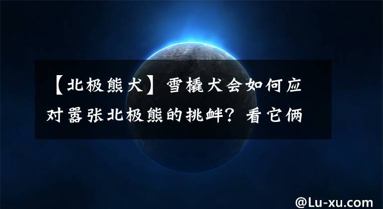 【北极熊犬】雪橇犬会如何应对嚣张北极熊的挑衅？看它俩较劲的表情，结果