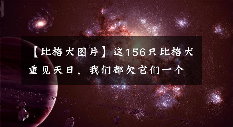 【比格犬图片】这156只比格犬重见天日,我们都欠它们一个合理的说法
