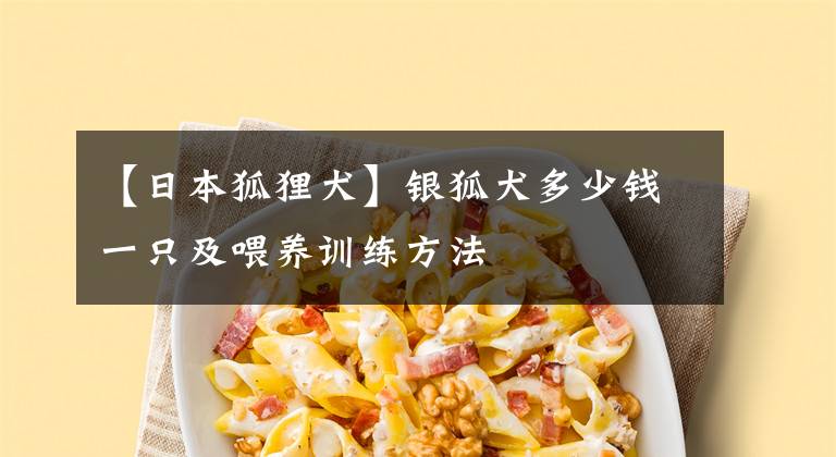 【日本狐狸犬】银狐犬多少钱一只及喂养训练方法