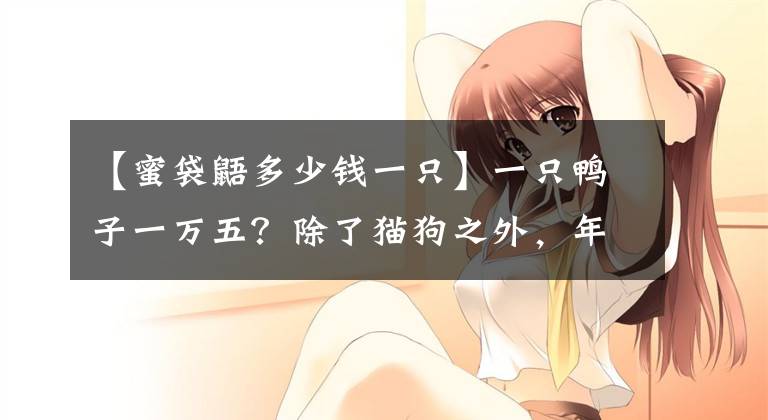 【蜜袋鼯多少钱一只】一只鸭子一万五？除了猫狗之外，年轻人还在“吸”什么？