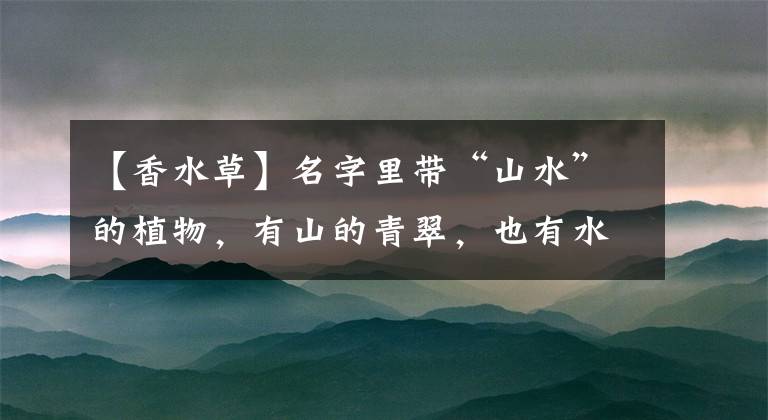 【香水草】名字里带“山水”的植物，有山的青翠，也有水的柔情