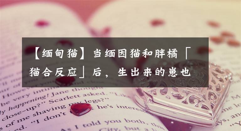 【缅甸猫】当缅因猫和胖橘「猫合反应」后，生出来的崽也太虎了吧