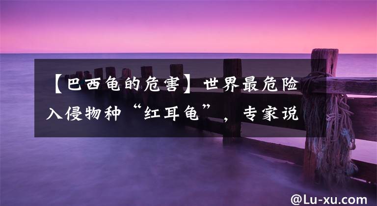 【巴西龟的危害】世界最危险入侵物种“红耳龟”,专家说放生就是杀生!