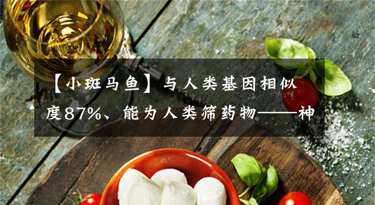 【小斑马鱼】与人类基因相似度87%、能为人类筛药物——神奇的斑马鱼长啥样?