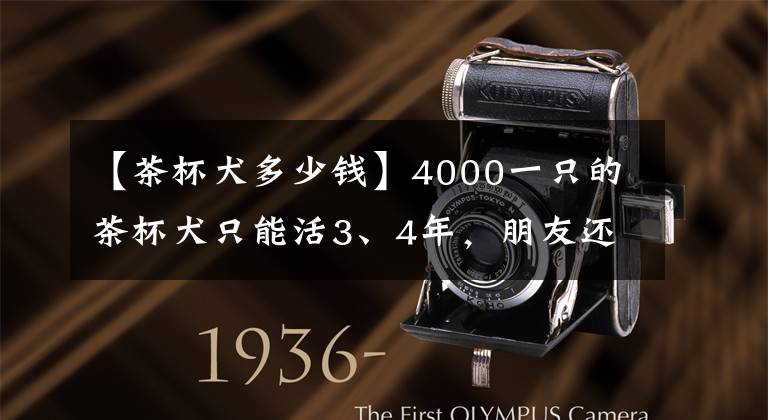 【茶杯犬多少钱】4000一只的茶杯犬只能活3、4年，朋友还争着要 太奢侈了