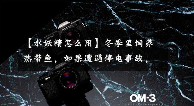 【水妖精怎么用】冬季里饲养热带鱼,如果遭遇停电事故,氧气泵才是我们的必备之物