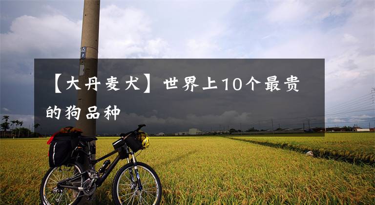 【大丹麦犬】世界上10个最贵的狗品种