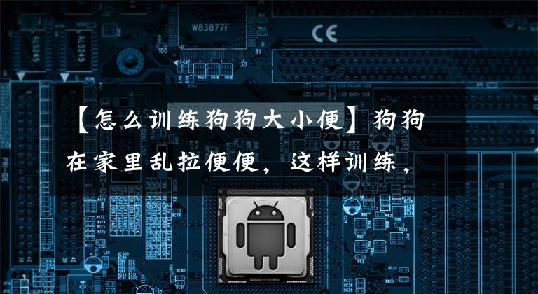 【怎么训练狗狗大小便】狗狗在家里乱拉便便，这样训练，三天学会定点上厕所