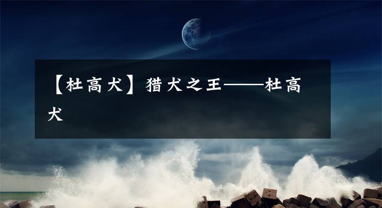 【杜高犬】猎犬之王——杜高犬