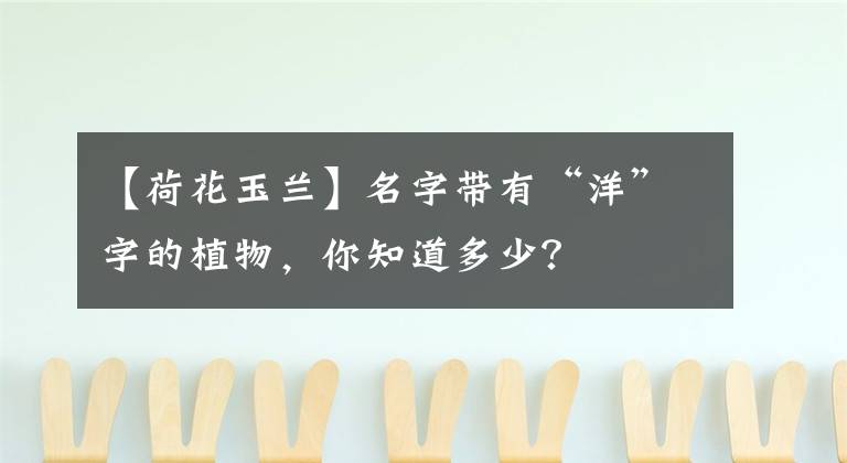 【荷花玉兰】名字带有“洋”字的植物,你知道多少?