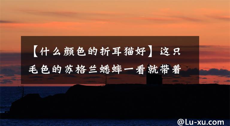 【什么颜色的折耳猫好】这只毛色的苏格兰蟋蟀一看就带着高冷气场