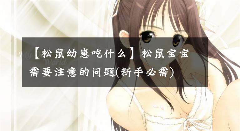 【松鼠幼崽吃什么】松鼠宝宝需要注意的问题(新手必需)