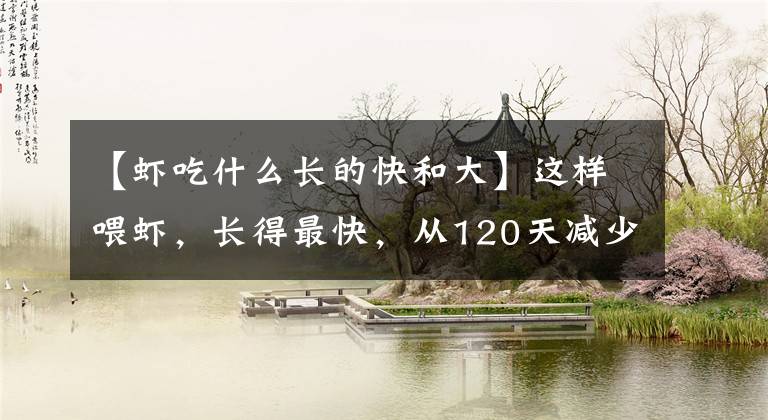 【虾吃什么长的快和大】这样喂虾,长得最快,从120天减少到90天!高手们,你们觉得怎么样?