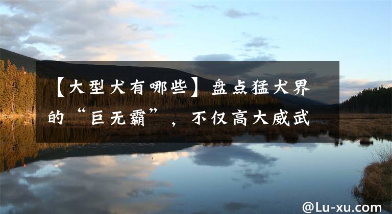 【大型犬有哪些】盘点猛犬界的“巨无霸”,不仅高大威武,而且实力强悍