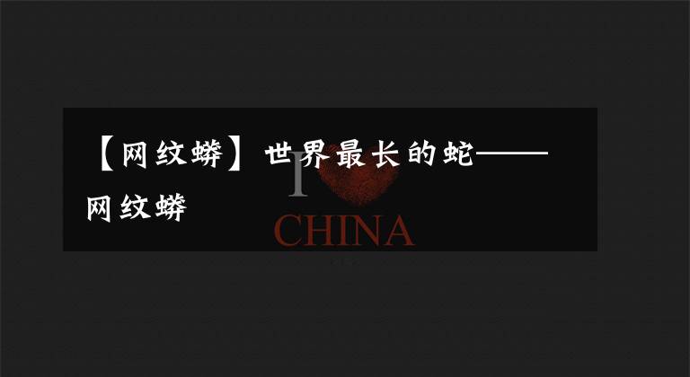 【网纹蟒】世界最长的蛇——网纹蟒