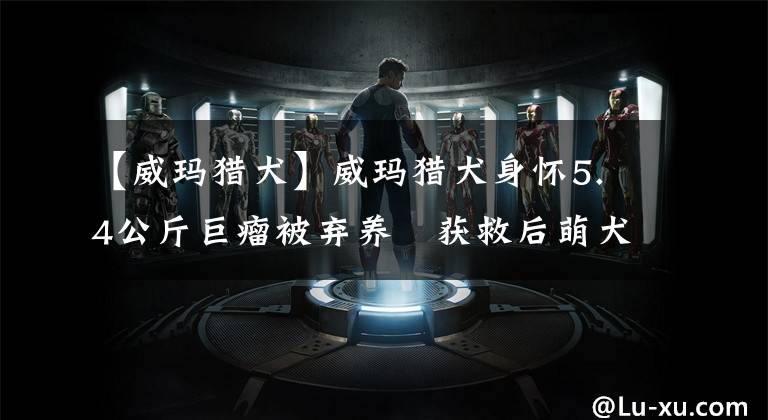 【威玛猎犬】威玛猎犬身怀5.4公斤巨瘤被弃养　获救后萌犬笑得好自信