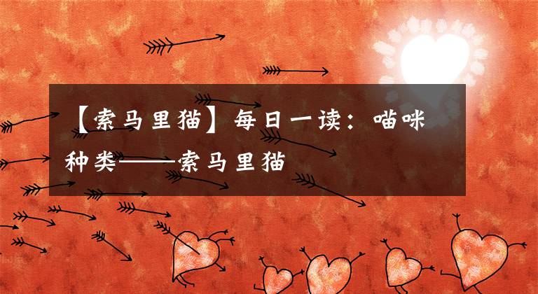 【索马里猫】每日一读:喵咪种类——索马里猫