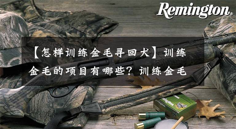 【怎样训练金毛寻回犬】训练金毛的项目有哪些？训练金毛的项目种类及方法要点