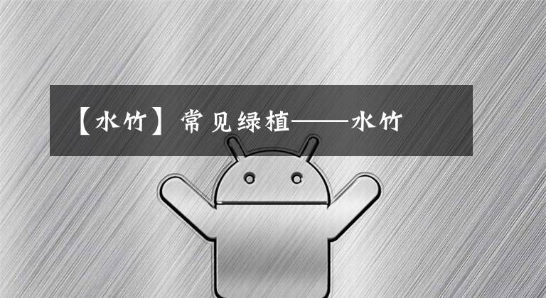 【水竹】常见绿植——水竹