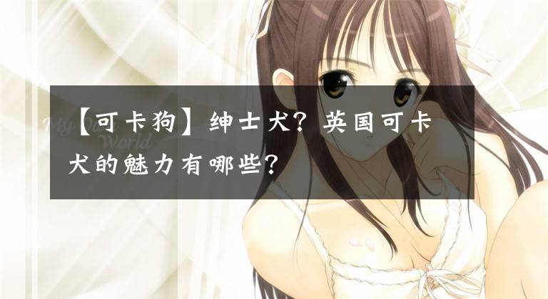 【可卡狗】绅士犬？英国可卡犬的魅力有哪些？