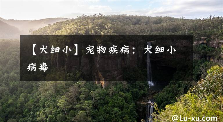 【犬细小】宠物疾病：犬细小病毒