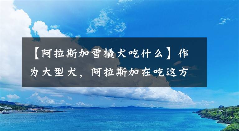 【阿拉斯加雪橇犬吃什么】作为大型犬,阿拉斯加在吃这方面独领风骚,不挑食饭量还很大